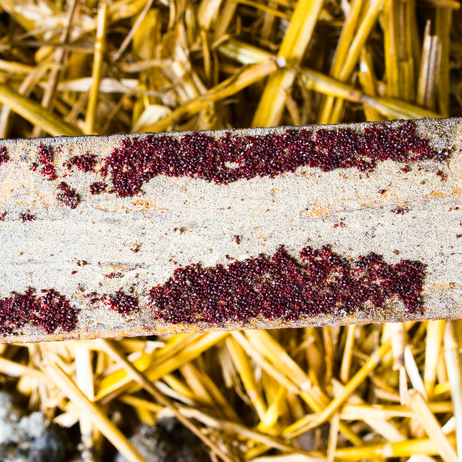Rote-Vogelmilben-Nester unter einer Sitzstange.