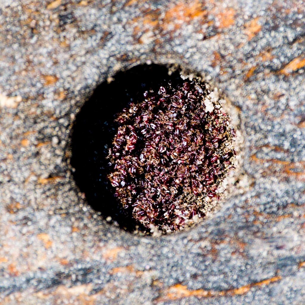 Bild von einem Rote Vogelmilben Nest in einem Sackloch unter einer Hühnerstange.