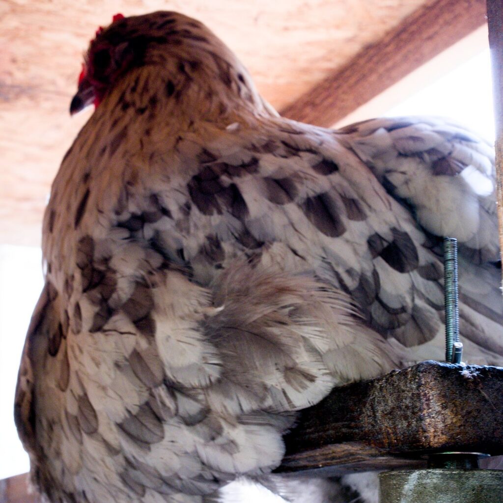 Glückliches Huhn auf einer Sitzstange, die mit einer Milbensperre gegen die rote Vogelmilbe und andere Parasiten geschützt ist.