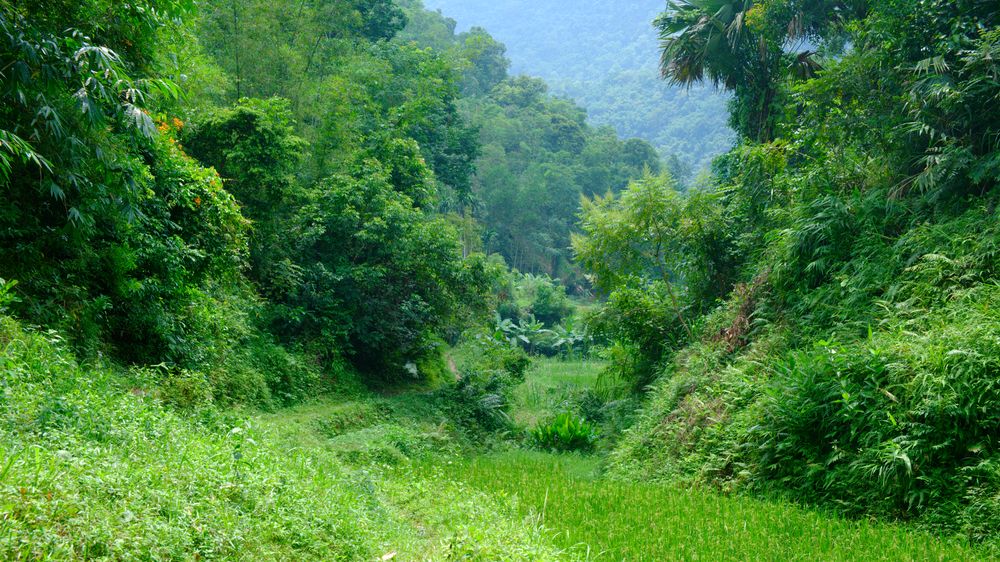 Fusspfad durch seitental pu luong tanh hoa