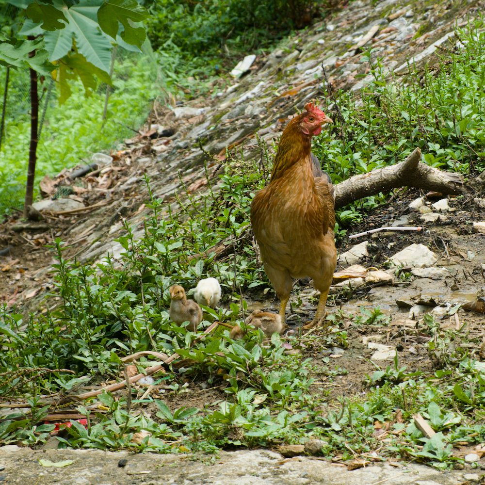 Henne mit kueken in pu luong tanh hoha
