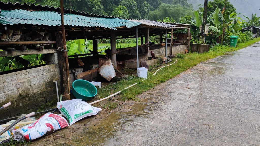 Huehner in pu luong suchen schutz vor regen